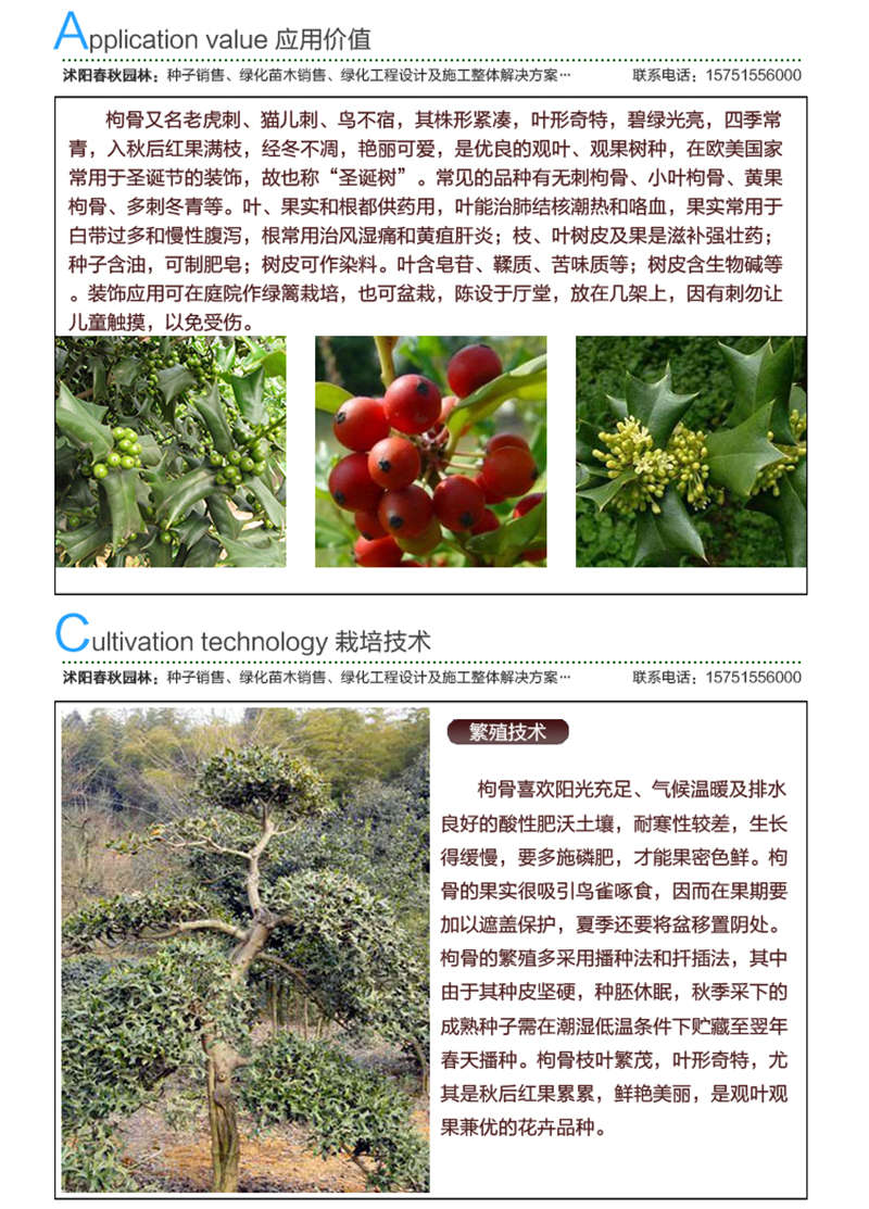 枸骨種子應(yīng)用價(jià)值及種植技術(shù)