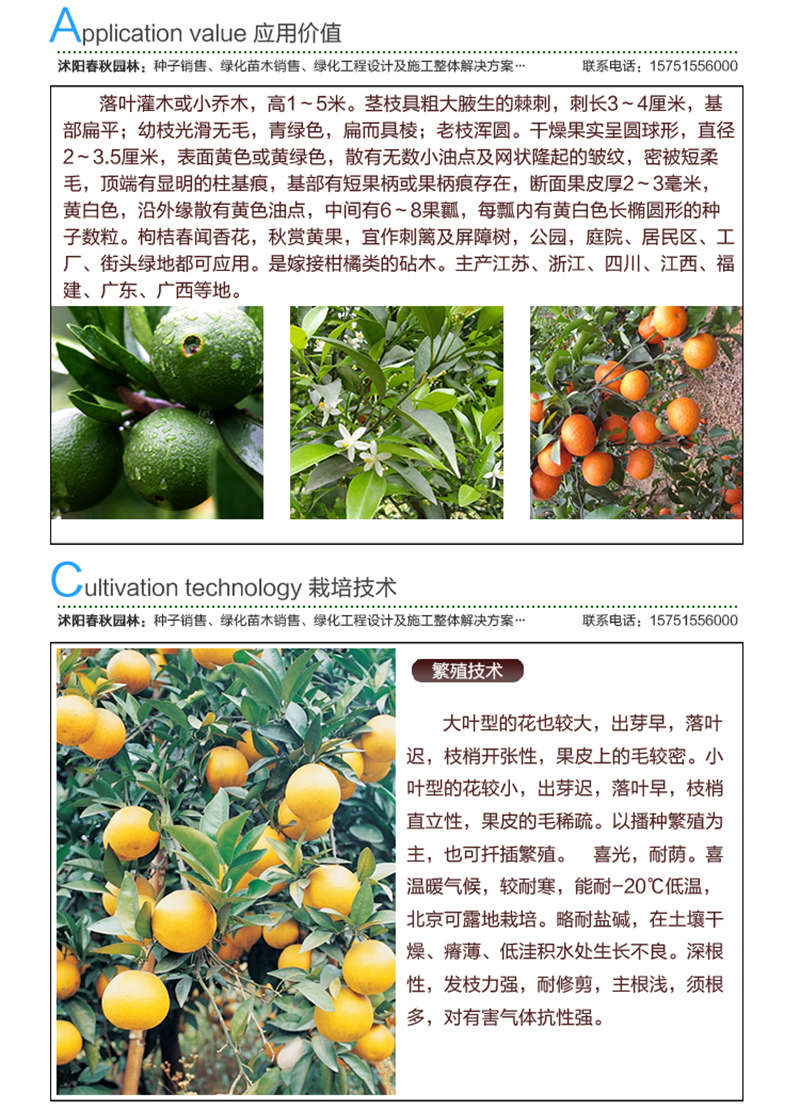 構(gòu)桔種子應用價值及種植技術(shù)