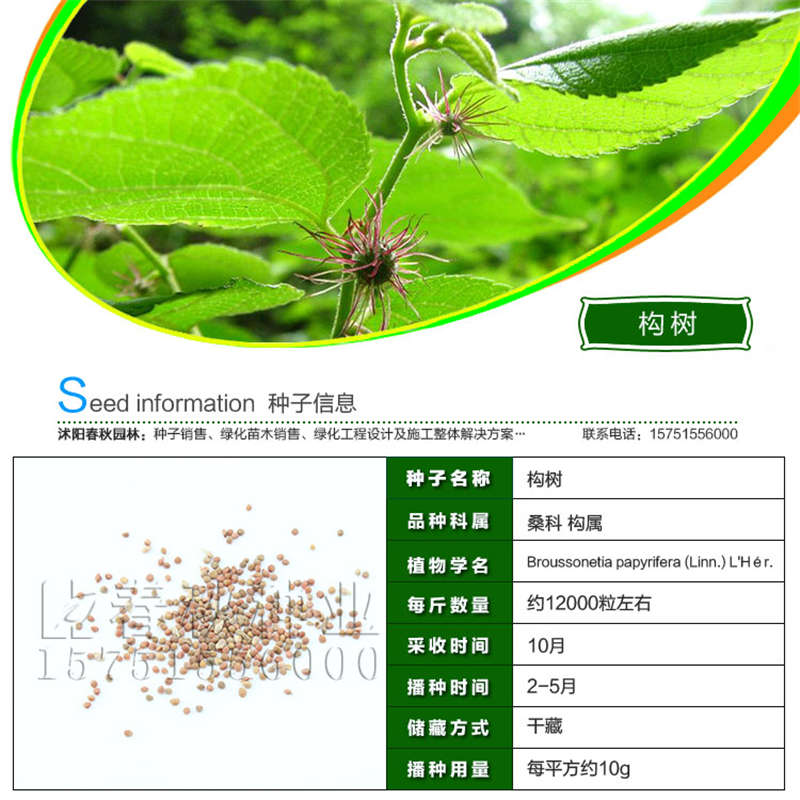 構(gòu)樹種子基本信息