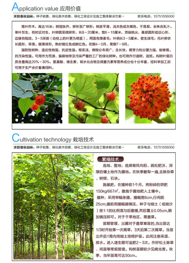 構(gòu)樹種子應(yīng)用價(jià)值及種植技術(shù)