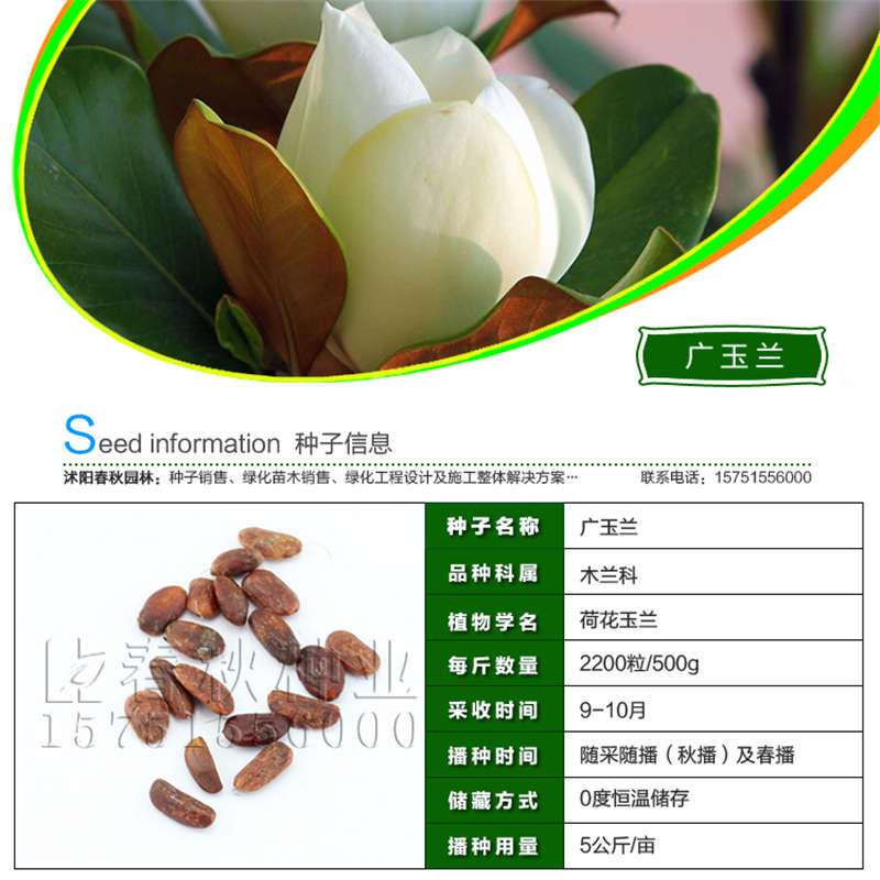 廣玉蘭種子基本信息