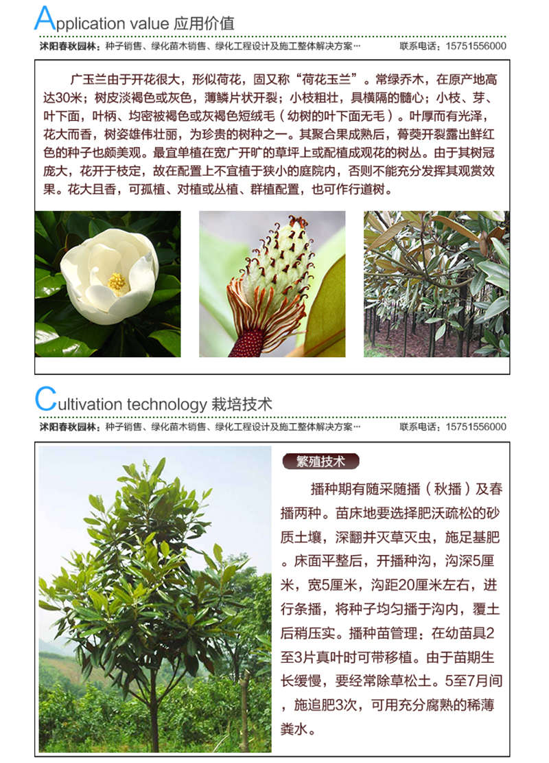 廣玉蘭種子應(yīng)用價(jià)值及種植技術(shù)