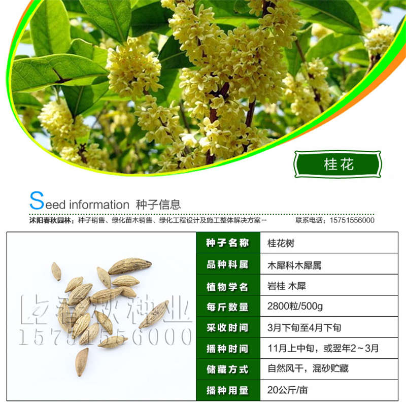 桂花種子基本信息