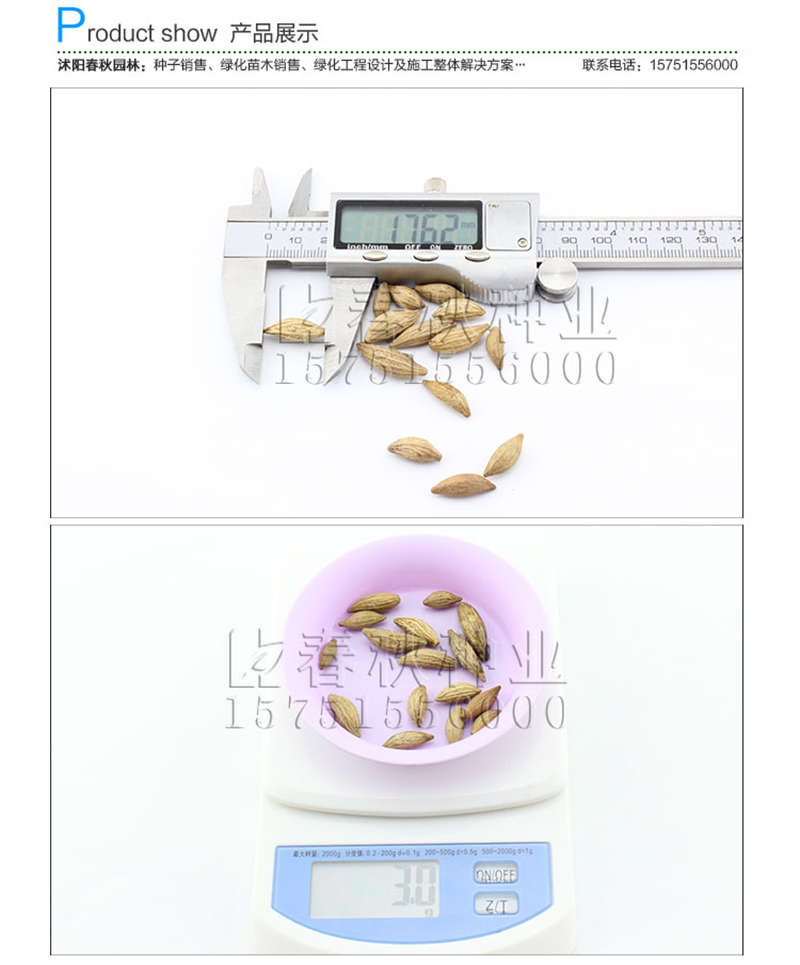 桂花種子銷售參考價格