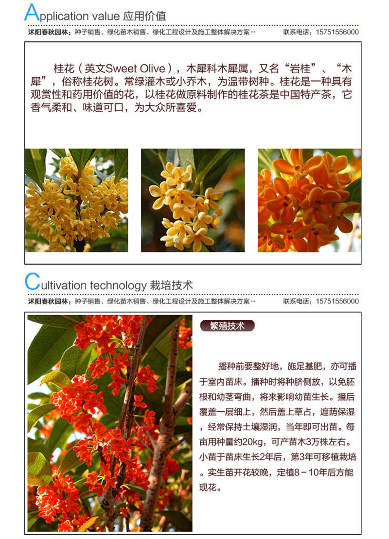 桂花種子應(yīng)用價值及種植技術(shù)