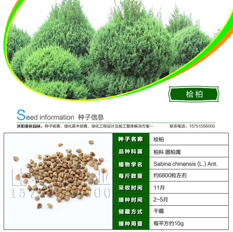 檜柏種子基本信息