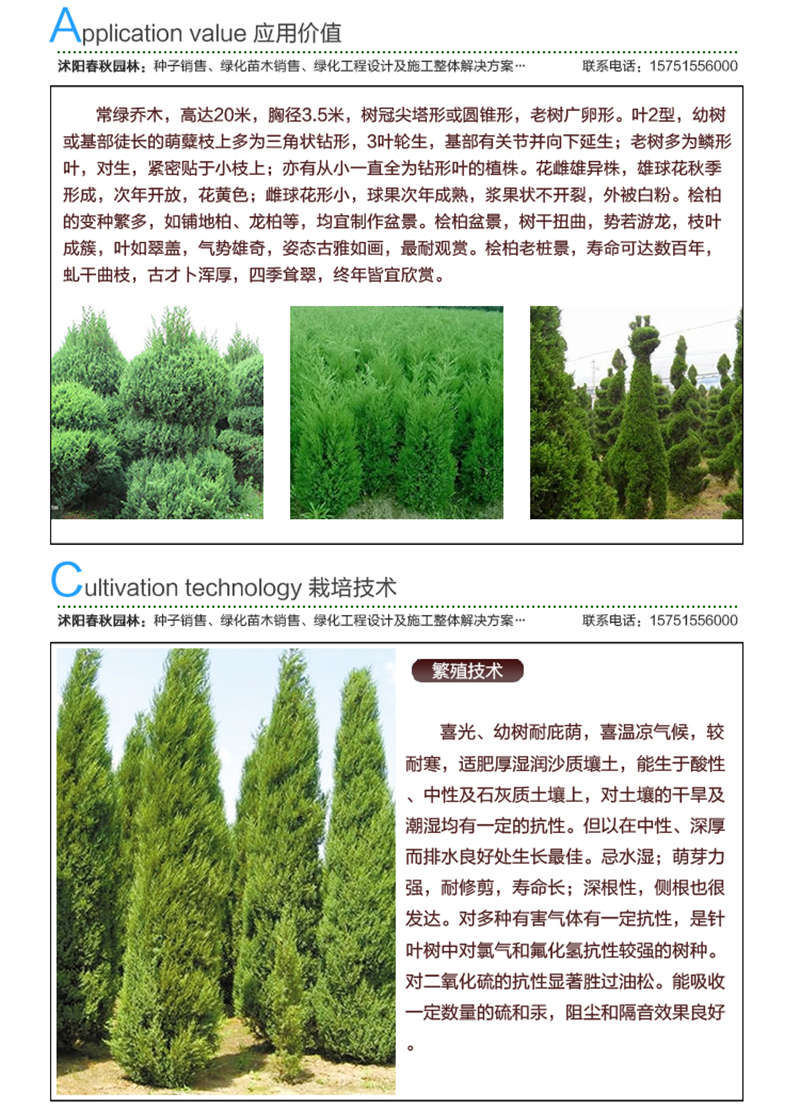 檜柏種子應(yīng)用價(jià)值及種植技術(shù)