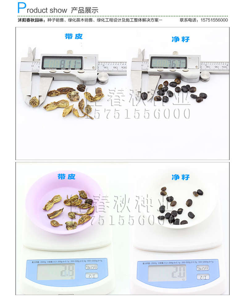 國槐種子銷售參考價(jià)格