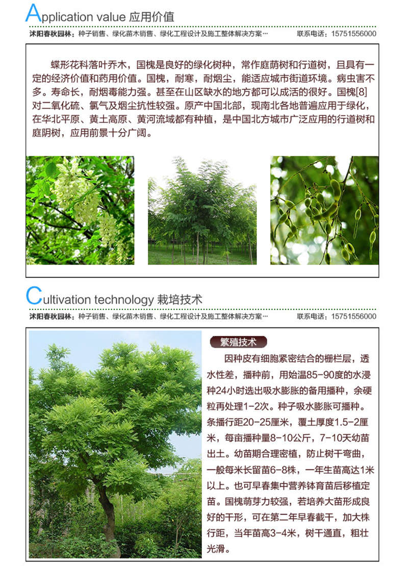 國槐種子應(yīng)用價(jià)值及種植技術(shù)
