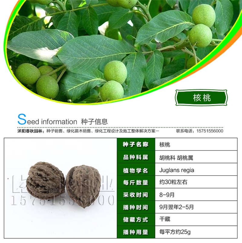 核桃種子基本信息