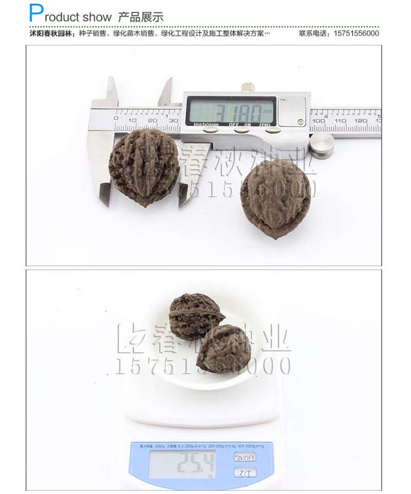 核桃種子銷售參考價(jià)格