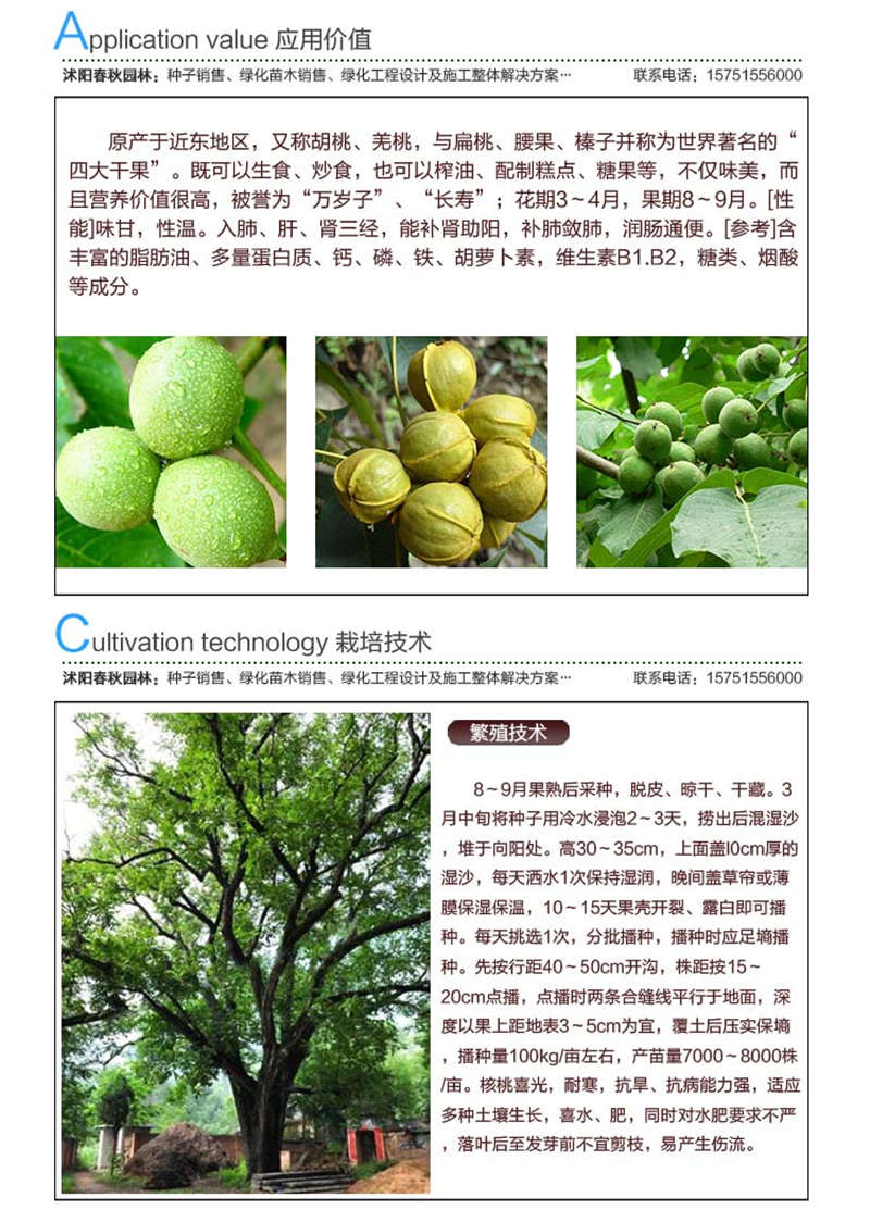 核桃種子應(yīng)用價(jià)值及種植技術(shù)