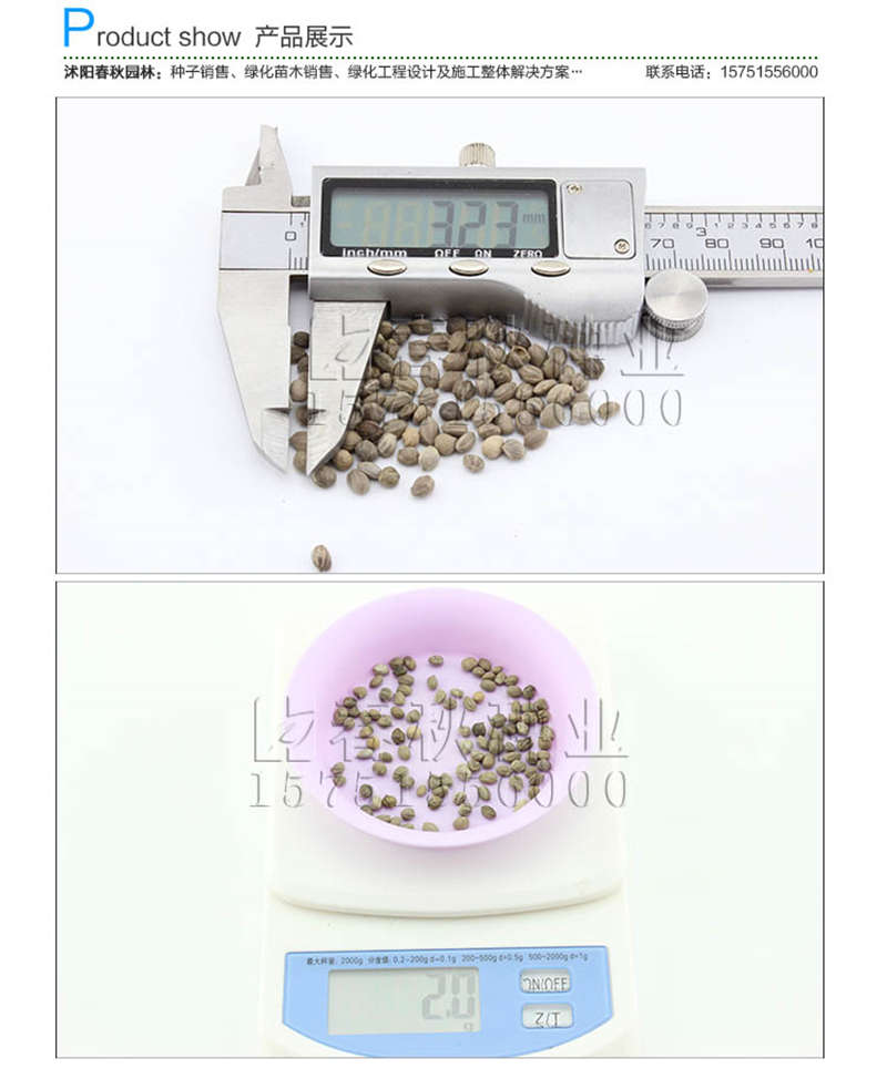 紅瑞木種子銷售參考價格