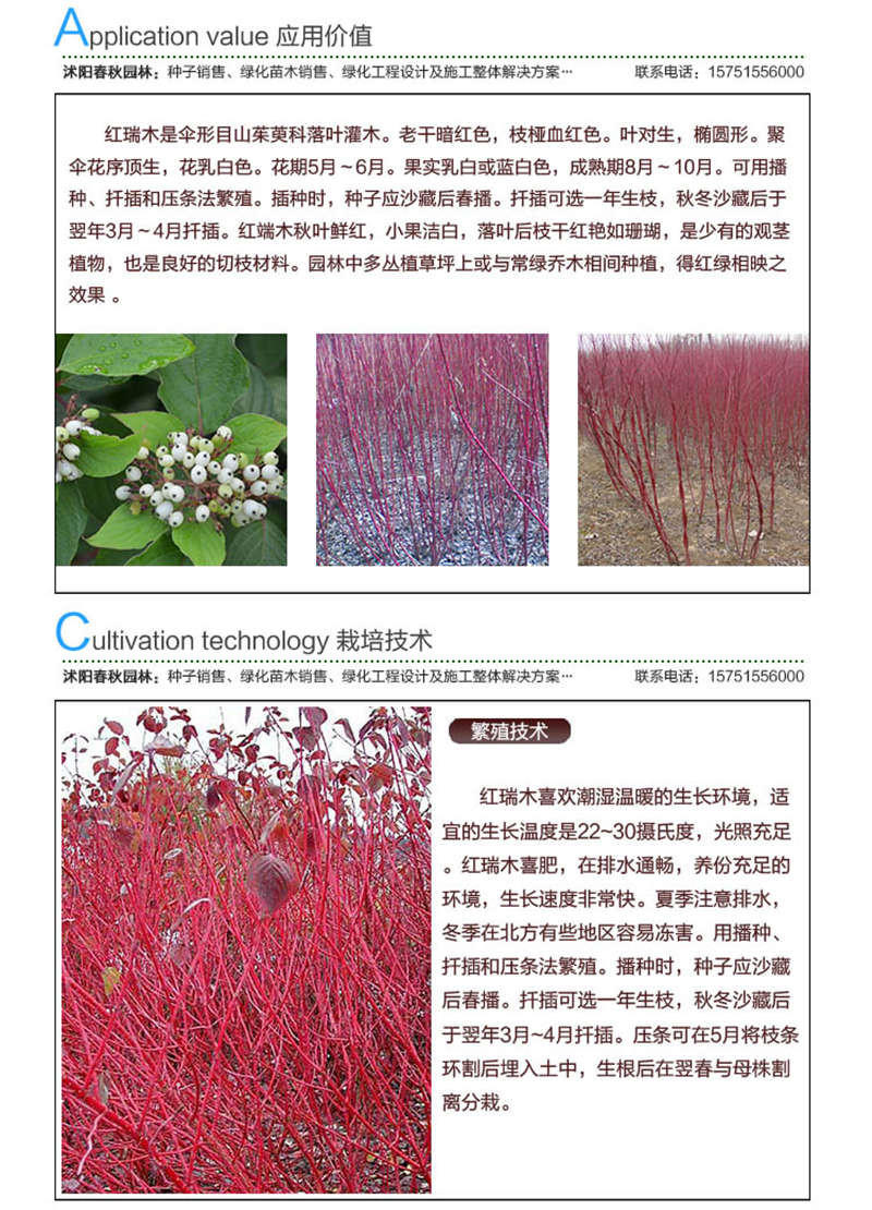 紅瑞木種子應(yīng)用價值及種植技術(shù)
