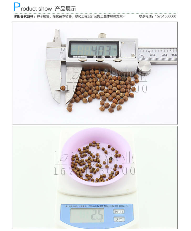 紅心桃種子銷售參考價格