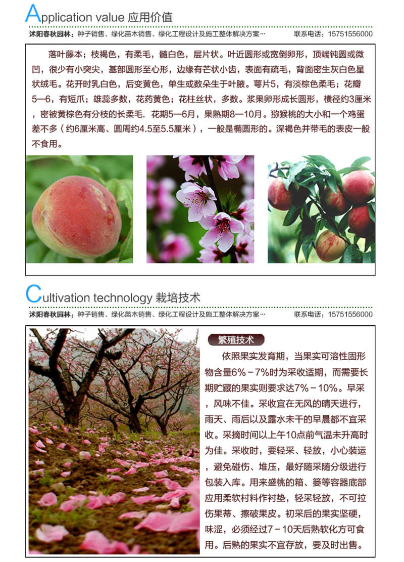 紅心桃種子應(yīng)用價值及種植技術(shù)