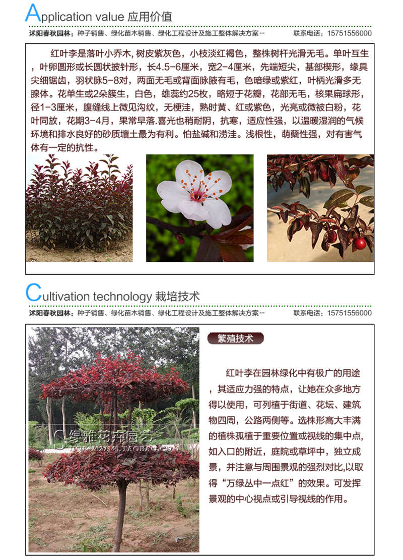 紅葉李種子應(yīng)用價值及種植技術(shù)