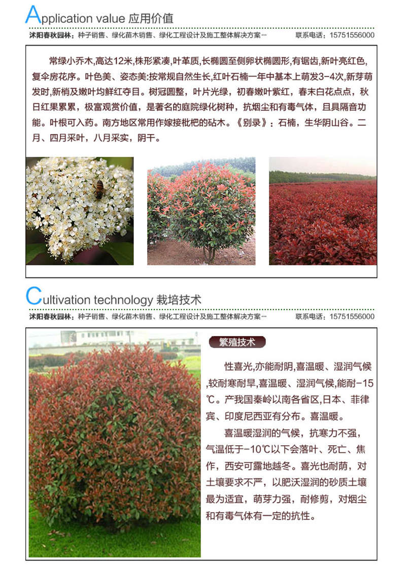 紅葉石楠種子應用價值及種植技術