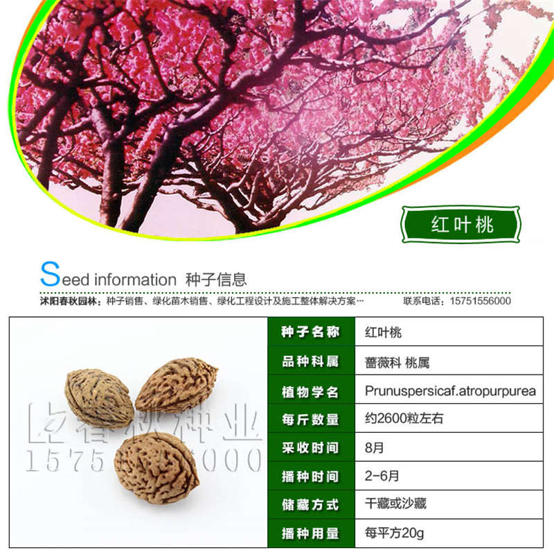 紅葉桃種子基本信息