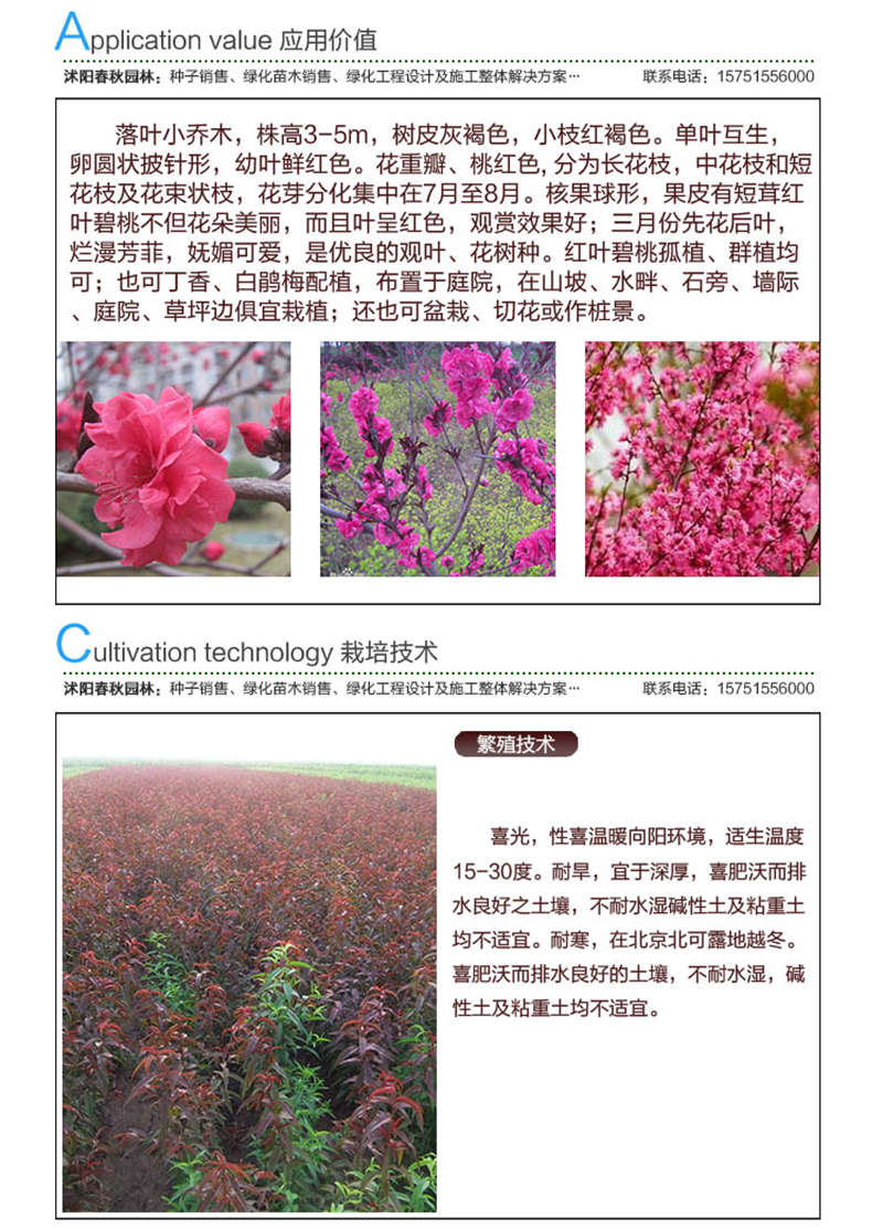 紅葉桃種子應(yīng)用價(jià)值及種植技術(shù)