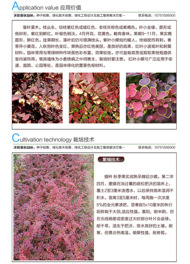 紅葉小檗種子應用價值及種植技術
