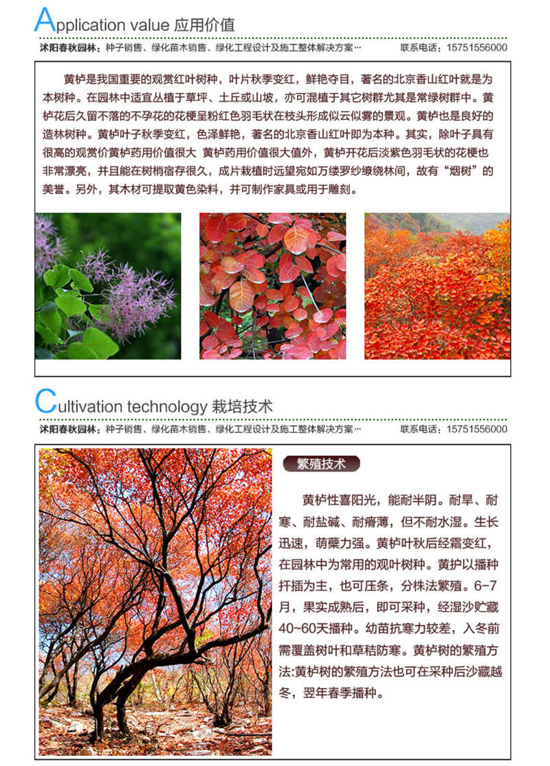 黃櫨種子應(yīng)用價(jià)值及種植技術(shù)