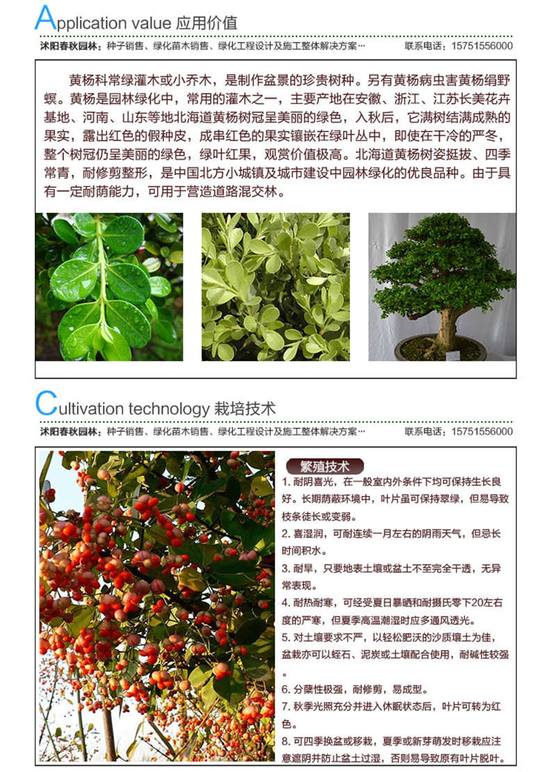 黃楊種子應(yīng)用價(jià)值及種植技術(shù)