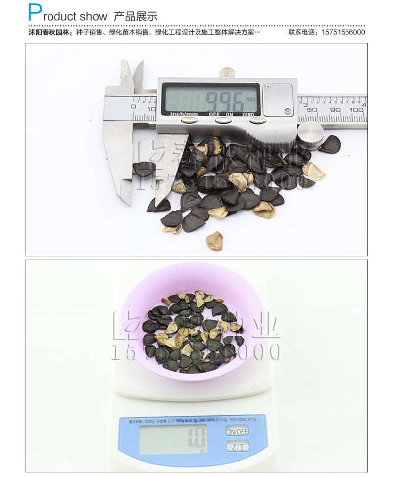 劍麻種子銷售參考價(jià)格