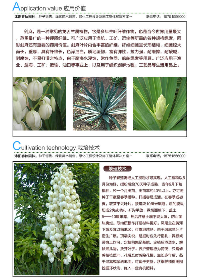 劍麻種子應(yīng)用價(jià)值及種植技術(shù)