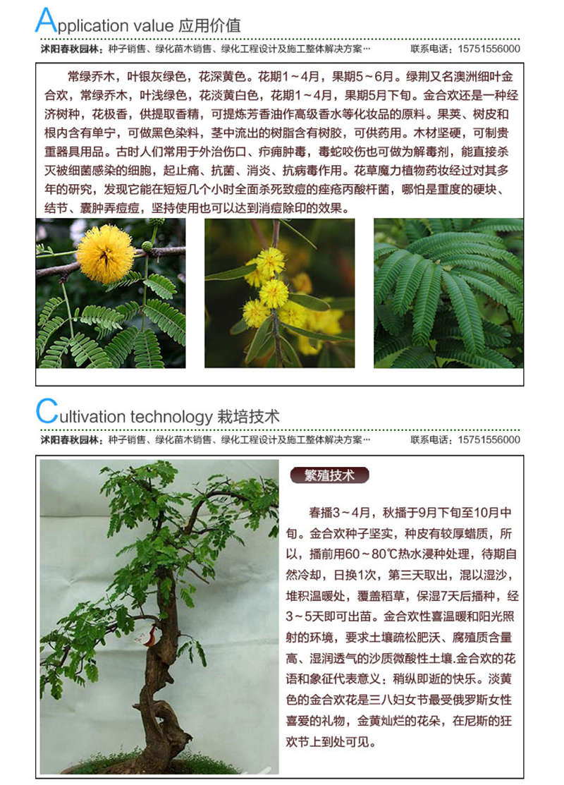 金合歡種子應(yīng)用價(jià)值及種植技術(shù)