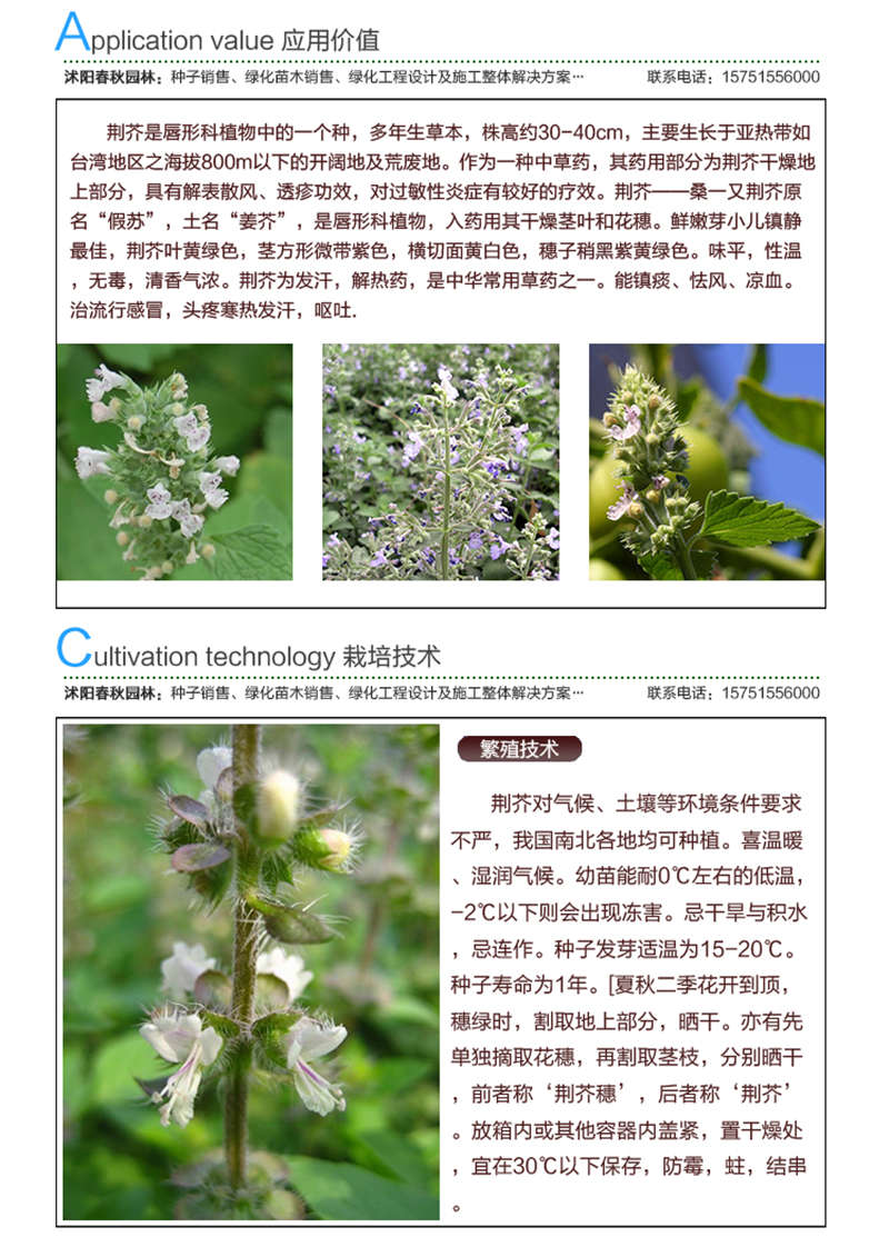 荊芥種子應(yīng)用價值及種植技術(shù)
