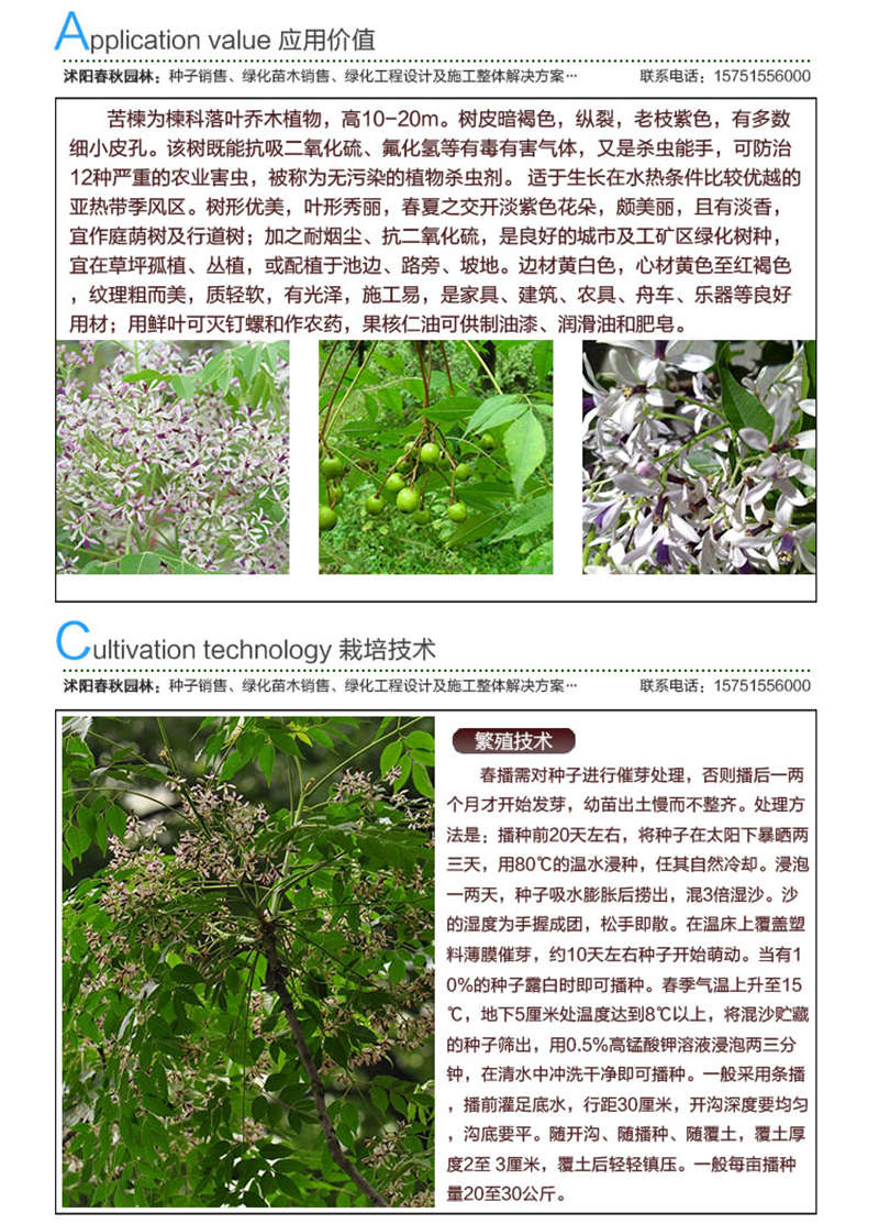 苦楝種子應(yīng)用價值及種植技術(shù)