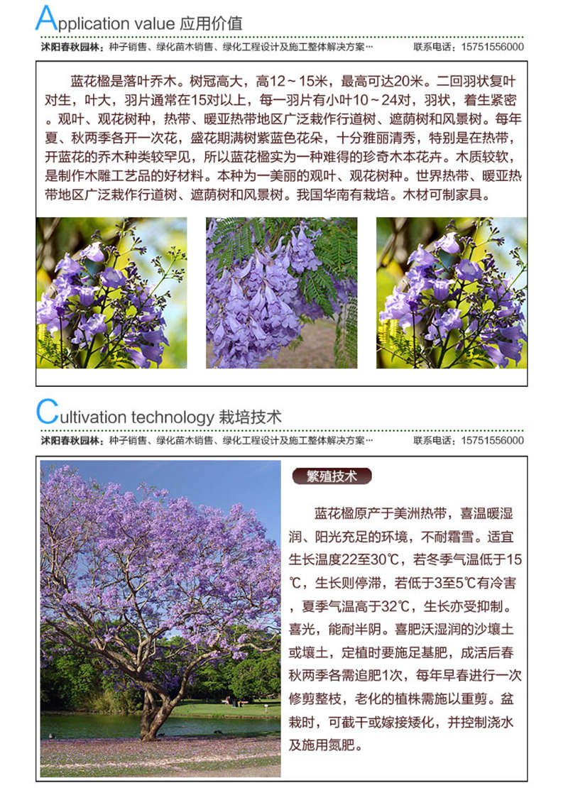 藍(lán)花楹種子應(yīng)用價值及種植技術(shù)
