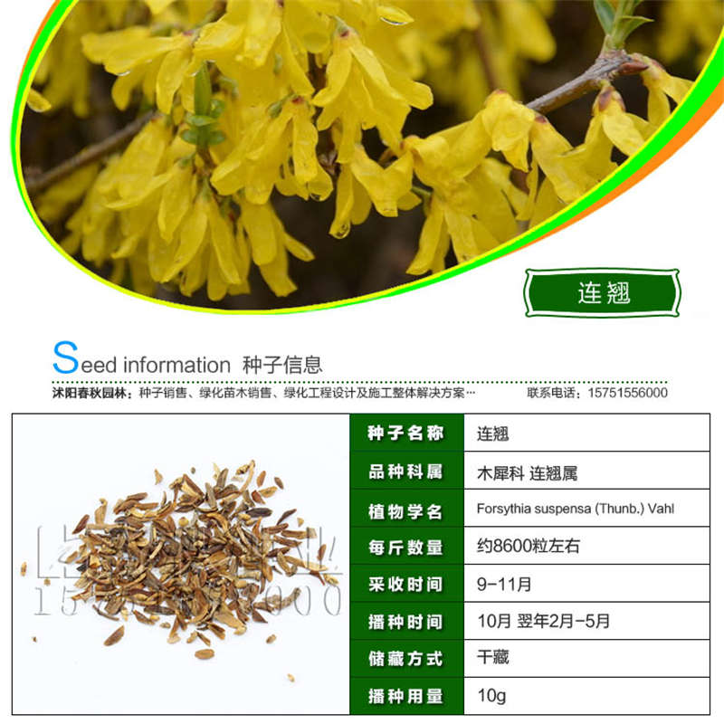 連翹種子基本信息
