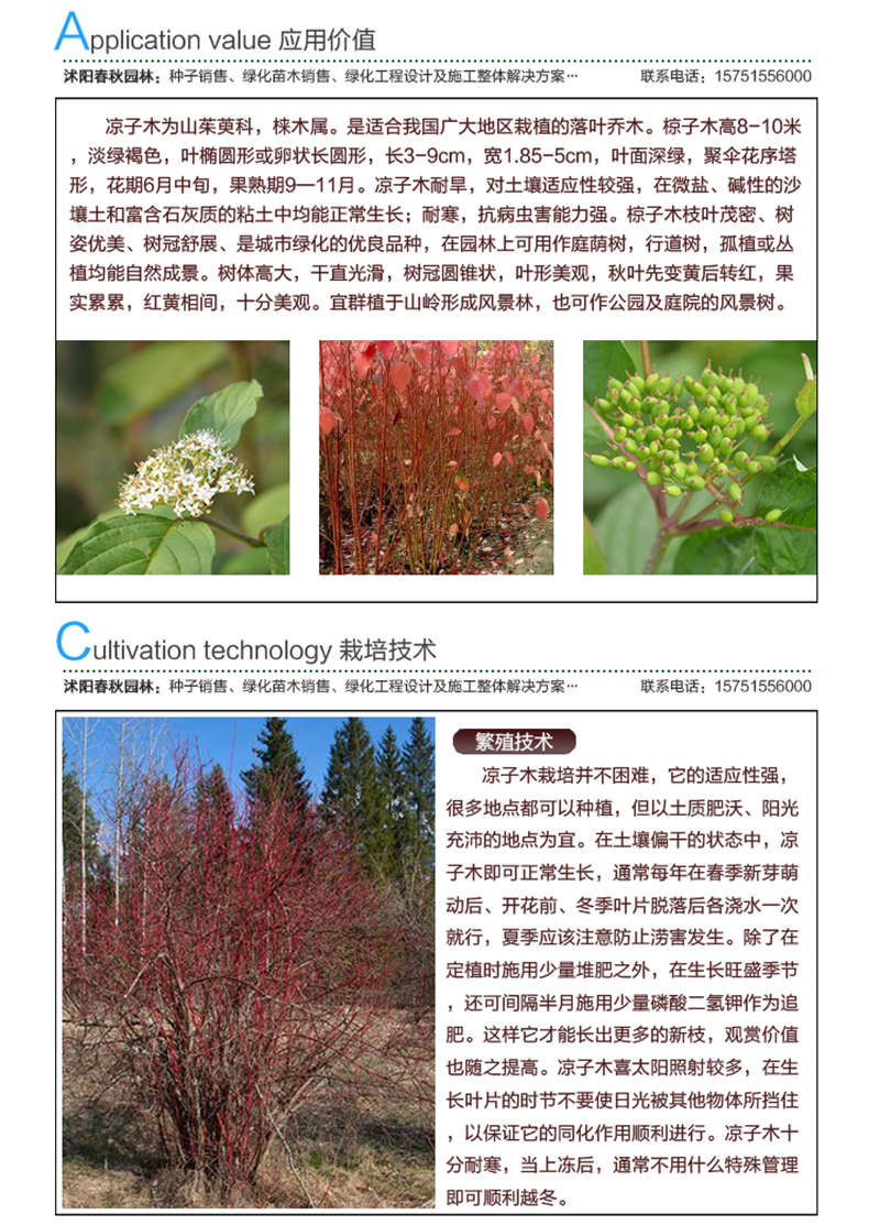 涼子木種子應(yīng)用價值及種植技術(shù)