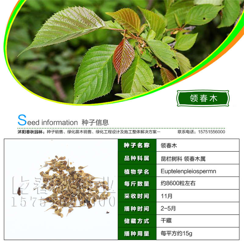 領(lǐng)春木種子基本信息