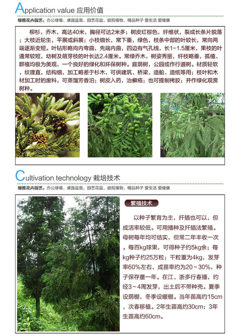 柳杉種子應用價值及種植技術