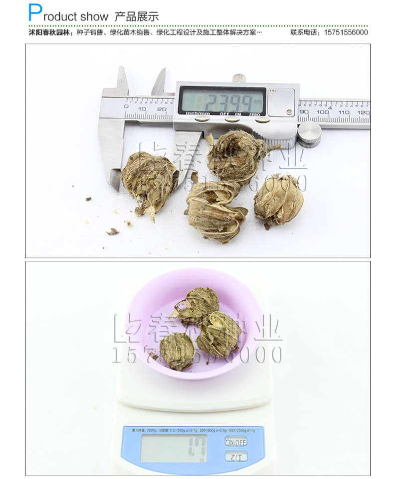 木芙蓉種子銷售參考價格