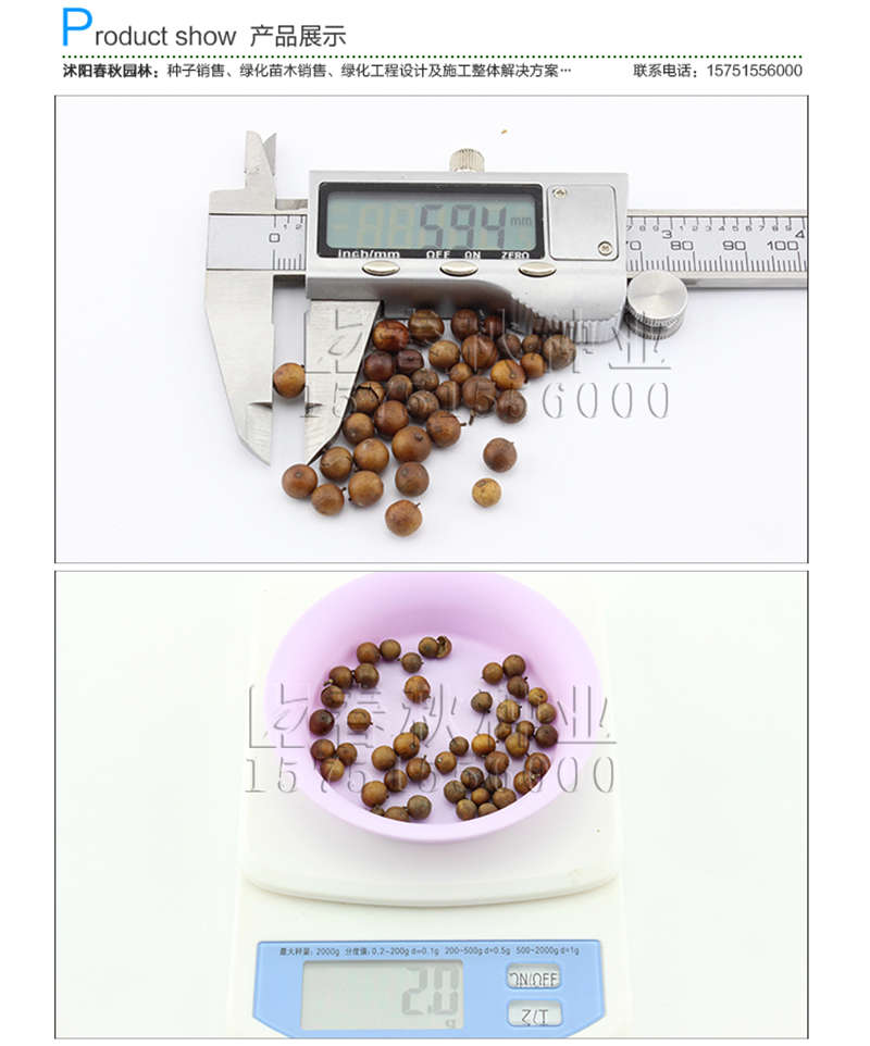 南天竹種子銷售參考價格