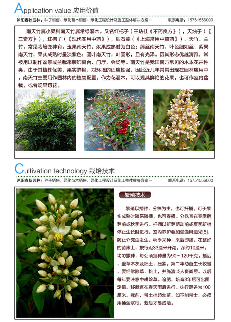南天竹種子應(yīng)用價值及種植技術(shù)
