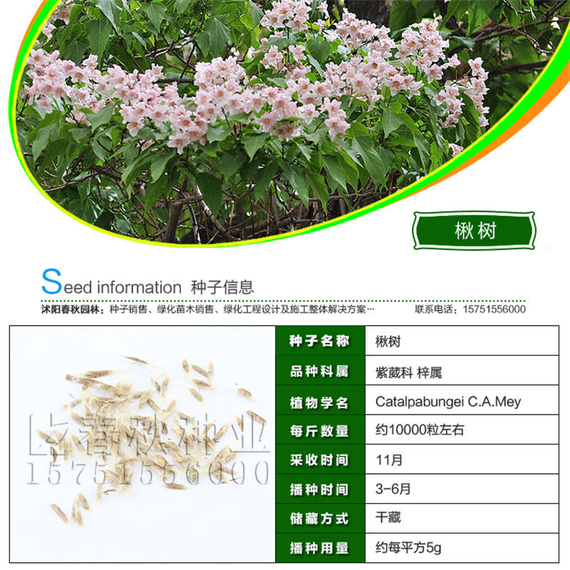 楸樹種子基本信息