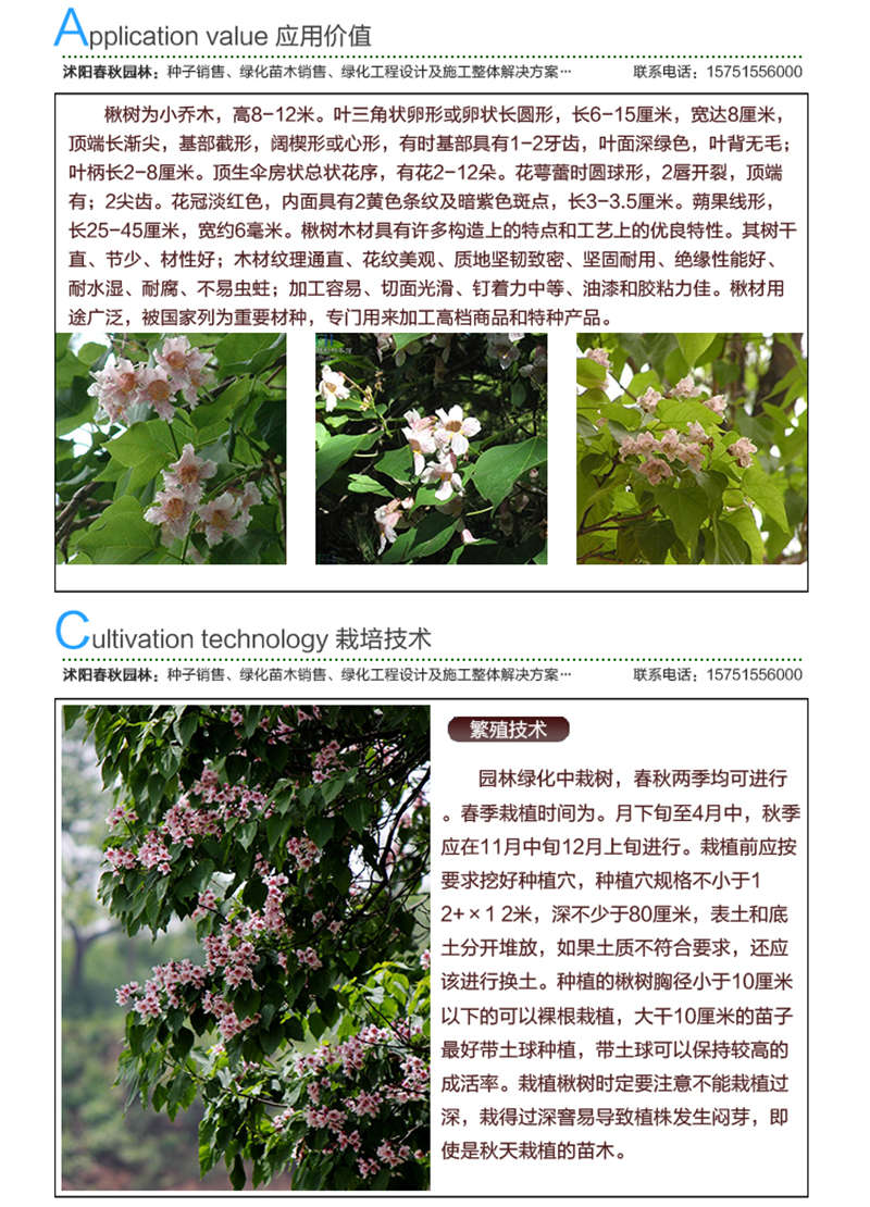 楸樹種子應(yīng)用價值及種植技術(shù)