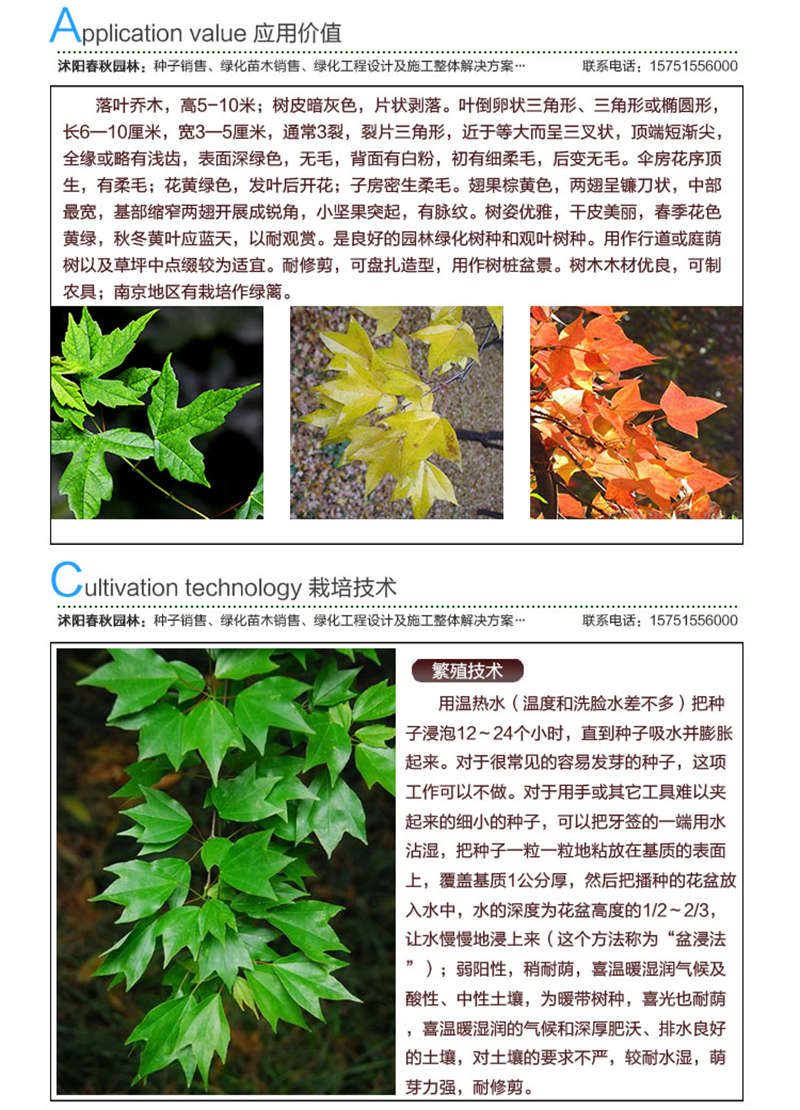 三角楓種子應用價值及種植技術