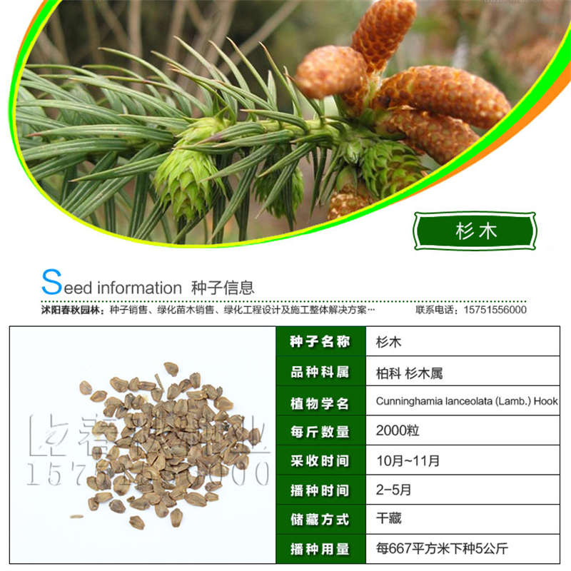 杉木種子基本信息