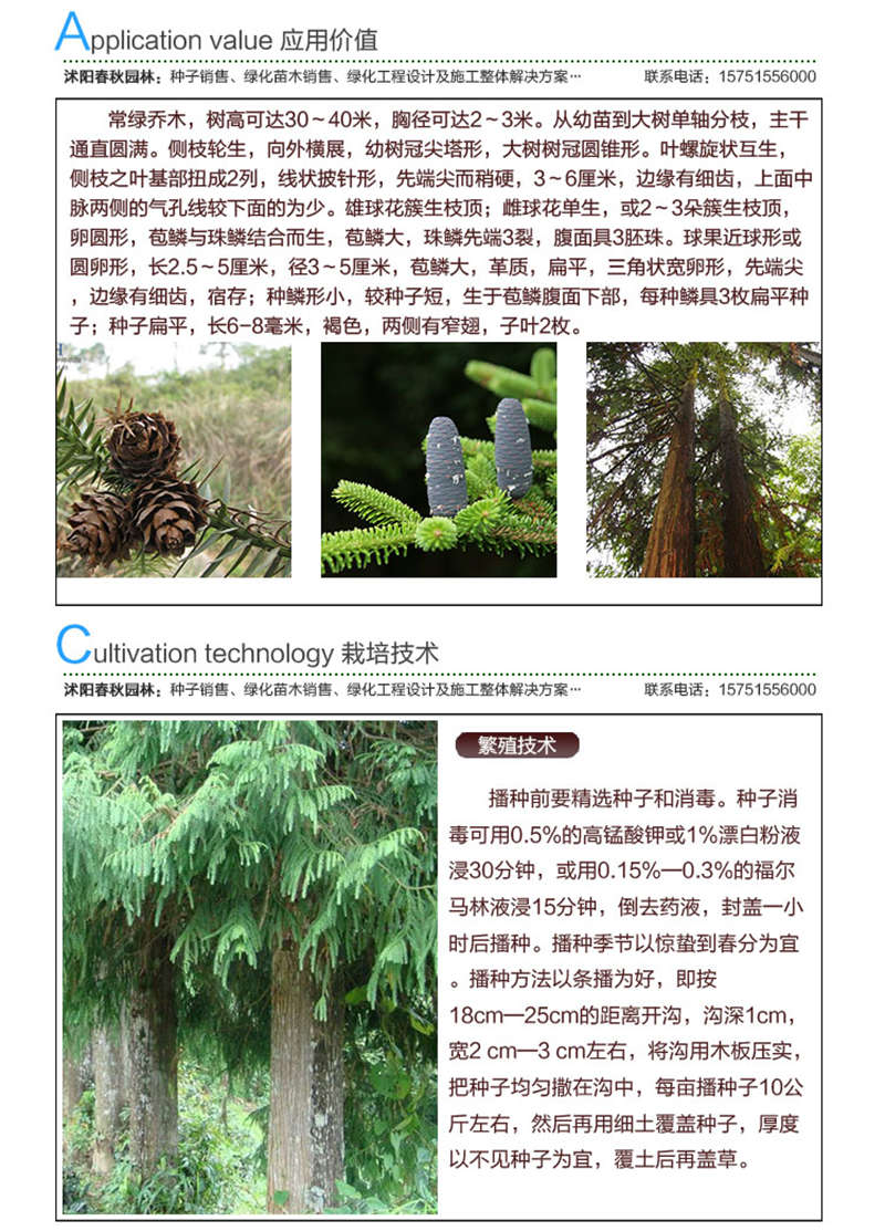 杉木種子應(yīng)用價(jià)值及種植技術(shù)