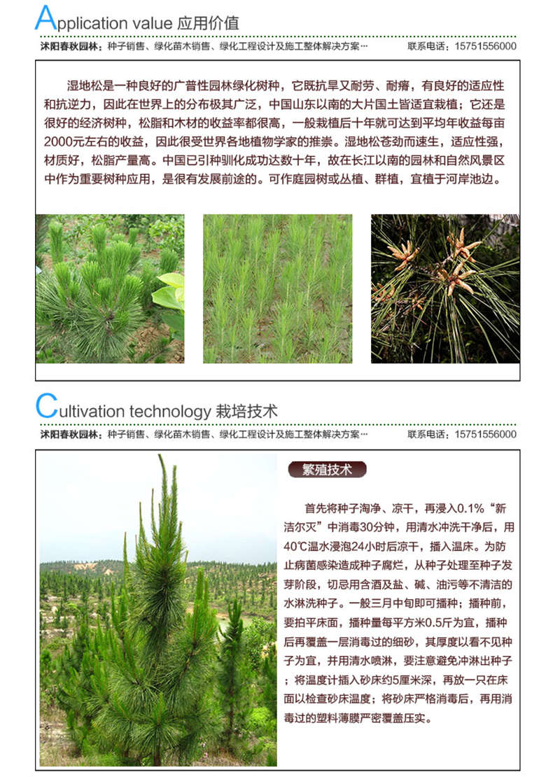 濕地松種子應(yīng)用價值及種植技術(shù)