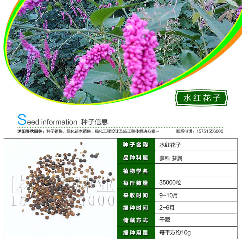 水紅花子種子基本信息