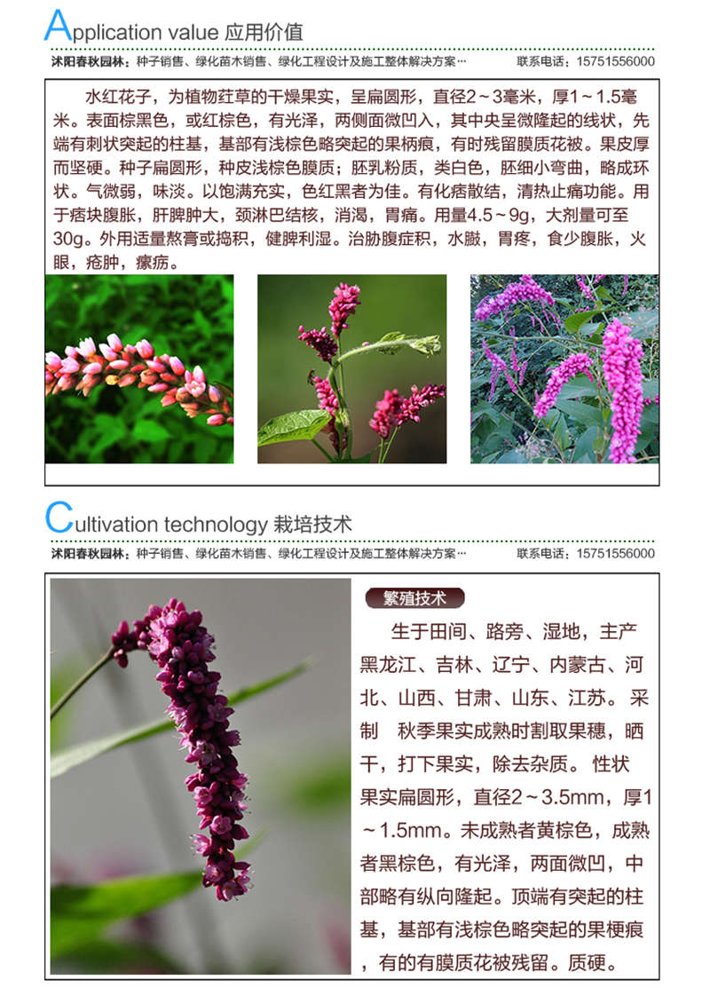 水紅花子種子應(yīng)用價(jià)值及種植技術(shù)