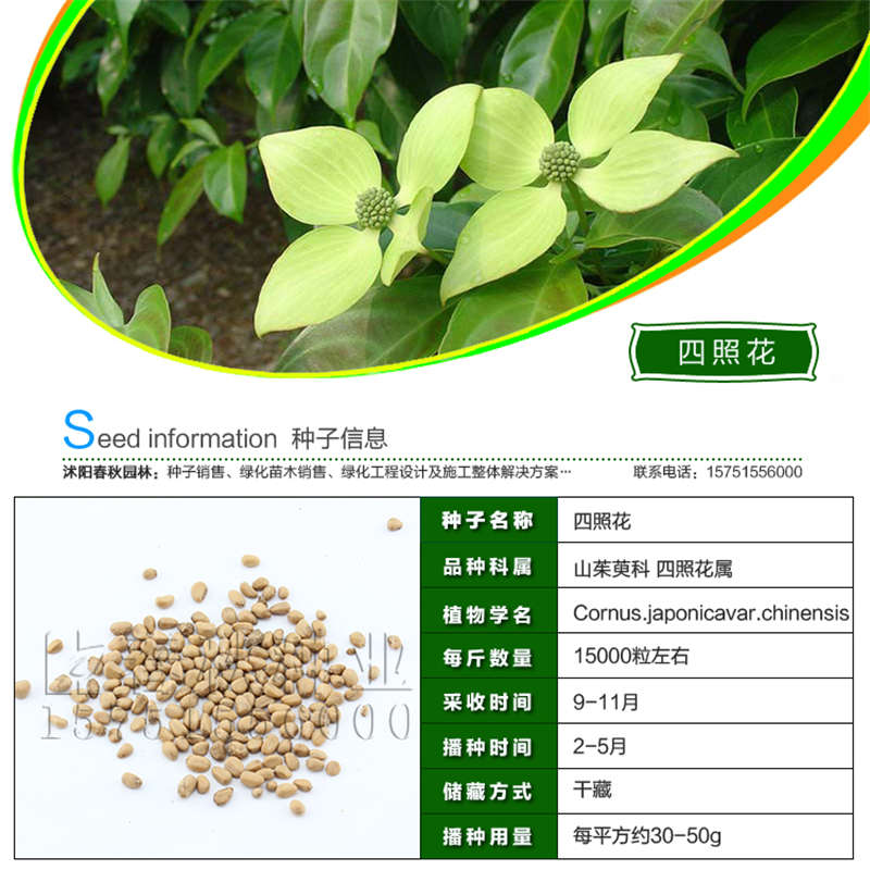 四照花種子基本信息