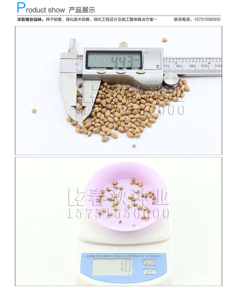 四照花種子銷售參考價(jià)格